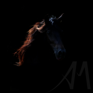 Black horse digital art