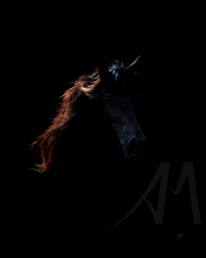 Black horse digital art